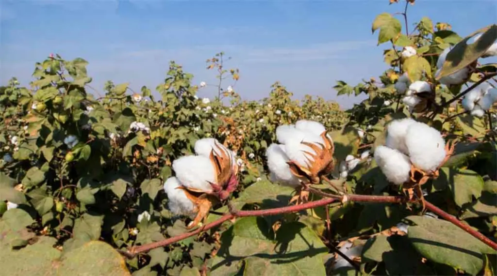 Cotton A Global Staple